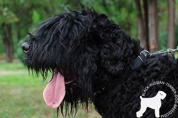 Black Russian Terrier black leather collar of lightweight material with spikes for quality control