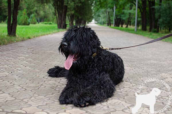 Black Russian Terrier leather collar of genuine materials adorned with spikes and plates for better comfort