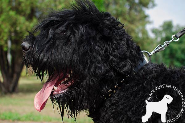 Black Russian Terrier black leather collar of high quality with traditional buckle for perfect control