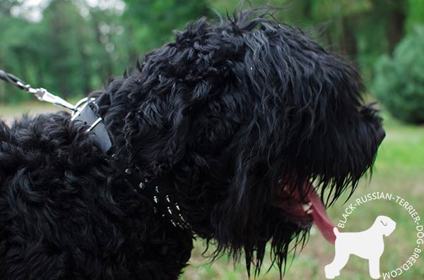 Black Russian Terrier black leather collar with non-corrosive fittings for daily walks