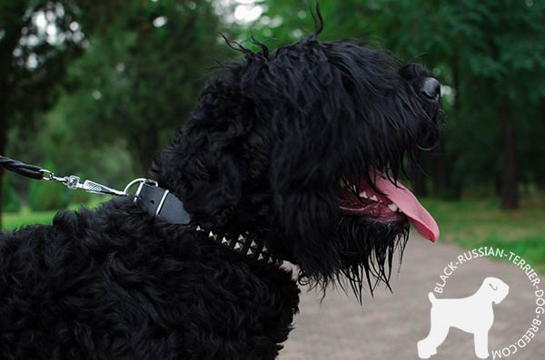 Black Russian Terrier leather collar with rustless studs for quality control