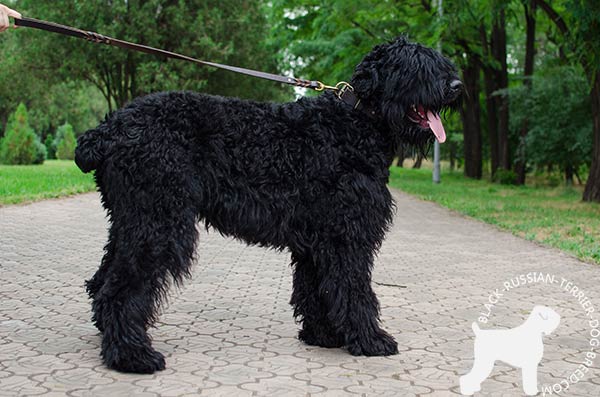 Black Russian Terrier leather collar of high quality with d-ring for leash attachment for any activity