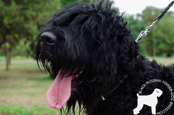 Black Russian Terrier leather collar of lightweight material adorned with spikes for stylish walks