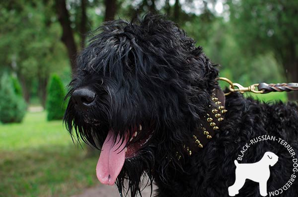 Black Russian Terrier brown leather collar of high quality with spikes for utmost comfort