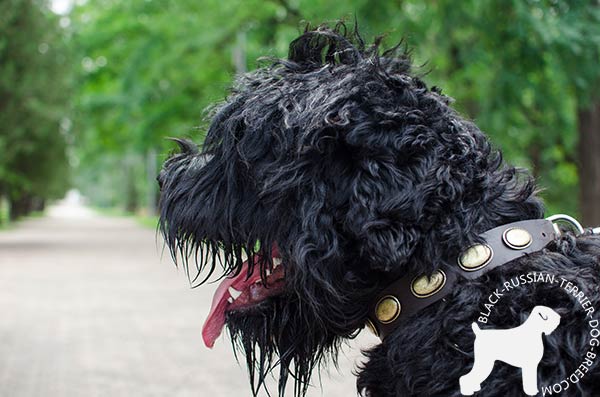 Black-Russian-Terrier leather-collar with strong fittings for quality control