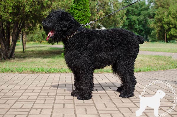 Black Russian Terrier black leather collar with non-corrosive spikes for daily walks