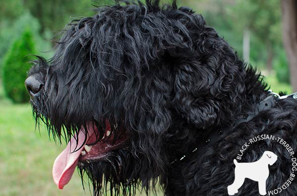 Black Russian Terrier leather-collar with duly riveted spikes for perfect control