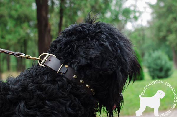 Black Russian Terrier black leather collar with rust-resistant studs for professional use