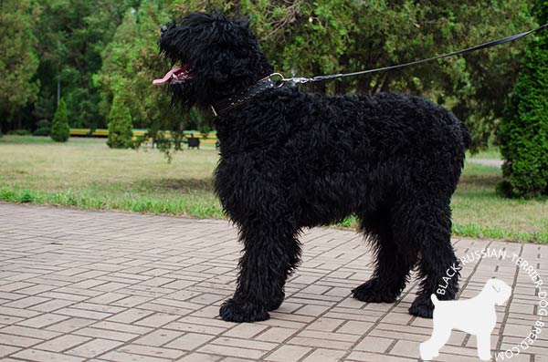 Black Russian Terrier leather-collar easy-to-adjust with d-ring for leash attachment for basic training