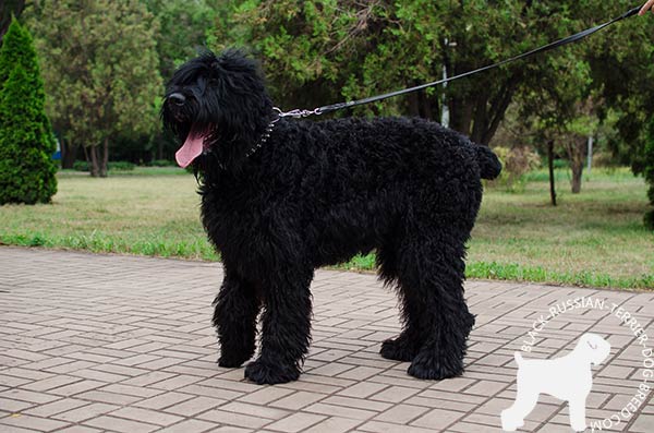 Black Russian Terrier black leather collar with rustless fittings for utmost comfort