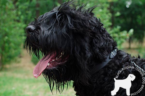Black Russian Terrier leather-collar with reliable hardware for stylish walks