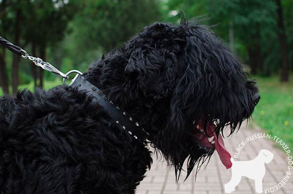 Black Russian Terrier black leather collar with reliable fittings for walking