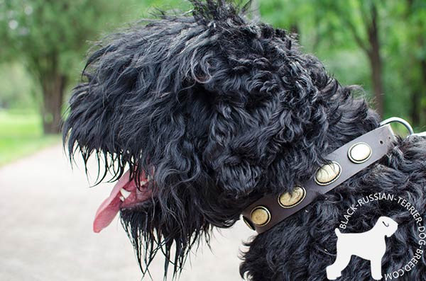 Black-Russian-Terrier leather-collar with non-corrosive with plates for walking