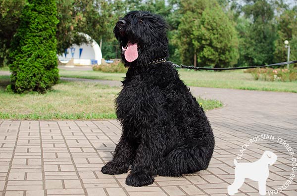 Black Russian Terrier black leather collar with durable hardware for daily walks