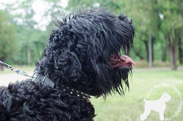 Black Russian Terrier black leather collar of high quality with handset adornment for quality control