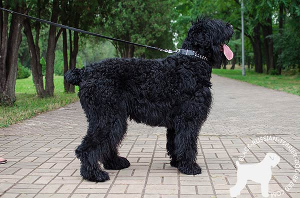 Black Russian Terrier black leather collar of classic design with studs for pulling activity