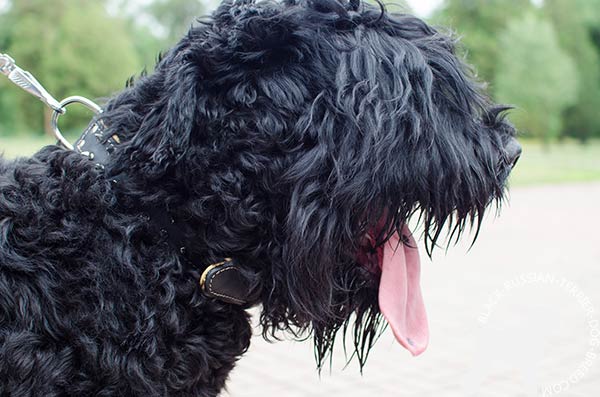 Black Russian Terrier leather collar with corrosion resistant hardware for any activity