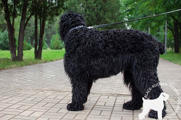 Black Russian Terrier leather-collar of high quality with traditional buckle for walking