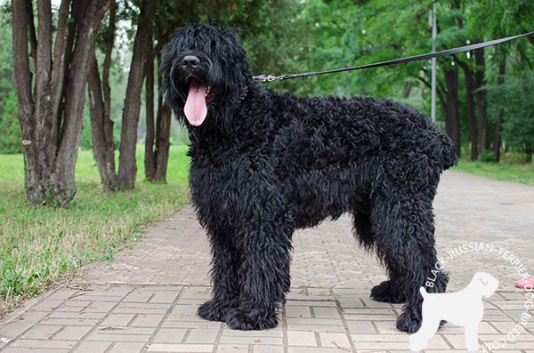 Black Russian Terrier black leather collar with rust-resistant fittings for stylish walks