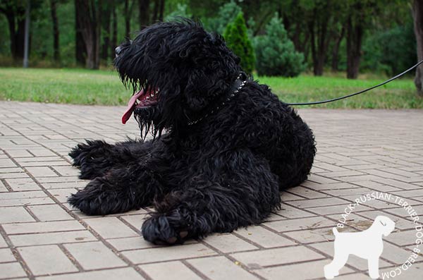 Black Russian Terrier black leather collar with rust-resistant fittings for professional use