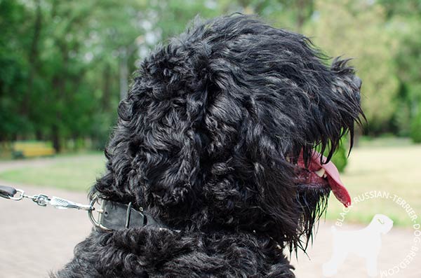 Black Russian Terrier leather collar with non-corrosive fittings for walking