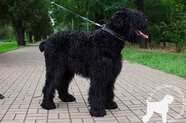 Black Russian Terrier black leather collar with corrosion resistant spikes for stylish walks