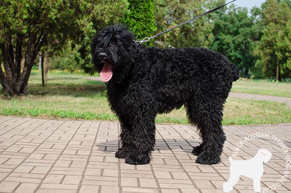 Black Russian Terrier black leather collar with non-corrosive studs for walking