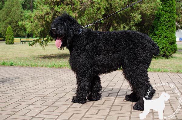 Black Russian Terrier black leather collar of high quality with handset decoration for stylish walks