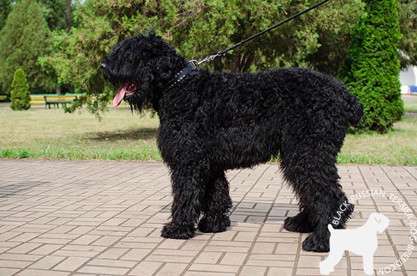Black Russian Terrier black leather collar of classic design with d-ring for leash attachment for basic training