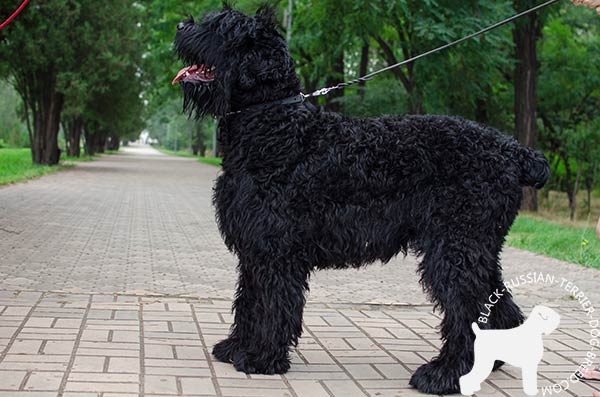 Black Russian Terrier leather-collar with non-corrosive fittings for daily activity