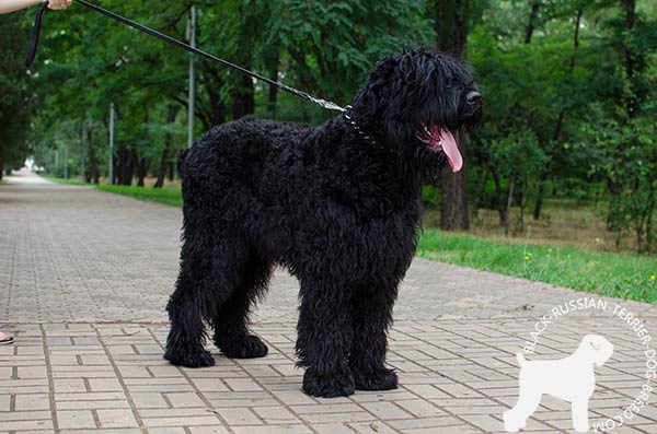 Black Russian Terrier white leather collar of lightweight material with handset spikes for walking