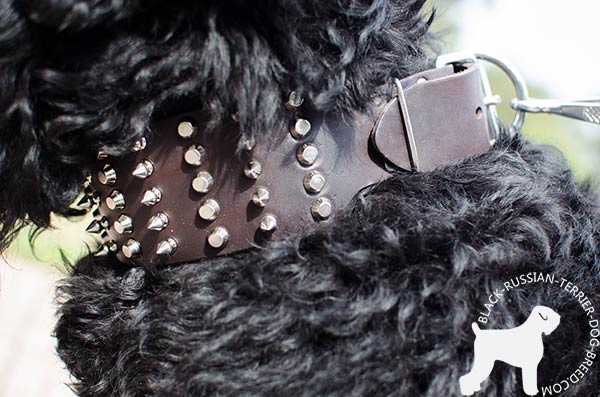 Black Russian Terrier brown leather collar of high quality with d-ring for leash attachment for any activity