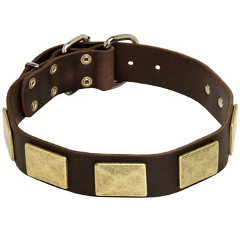 Leather Black Russian Terrier Collar with Fashionable Studs