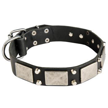 Studded Leather Black Russian Terrier Collar