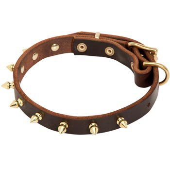 Leather Black Russian Terrier Collar with Brass Spikes