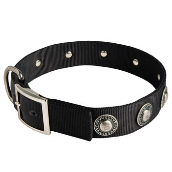 Black Russian Terrier Dog Nylon Collar Steel Nickel Plated Conchos
