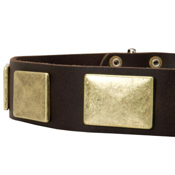Leather Dog Collar with Massive Brass Plates for Black Russian Terrier