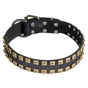 Leather Black Russian Terrier Collar with Firm Studs