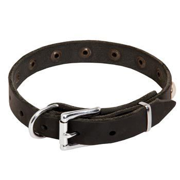 Leather Dog Puppy Collar with Steel Nickel Plated Studs for Black Russian Terrier
