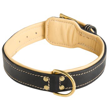 Leather Dog Collar Padded for Black Russian Terrier Off Leash Training