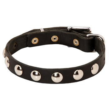 Leather Black Russian Terrier Collar Studded for Puppies
