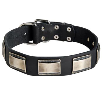 Leather Black Russian Terrier Collar with Solid Nickel Plates