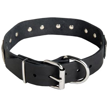 Leather Black Russian Terrier Collar with Steel Nickel Plated Buckle and D-ring