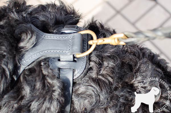 Black Russian Terrier harness with strong brass D-ring for leash attachment