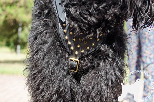 Black Russian Terrier harness with handset spikes