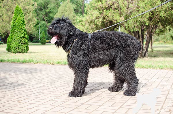Non-restrictive Black Russian Terrier leather harness
