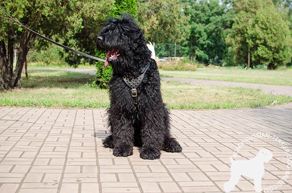 Black Russian Terrier harness for walking and off-leash training