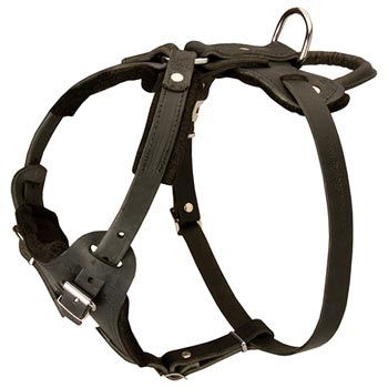 Leather Dog Harness for Black Russian Terrier Off Leash Training