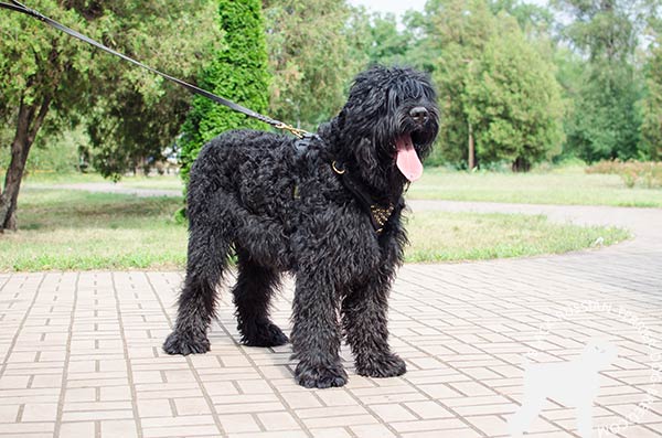Black Russian Terrier black leather harness with duly riveted spikes for pulling activity