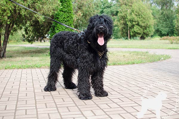 Black Russian Terrier black leather harness with reliable hardware for any activity